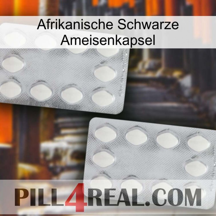 Africa Black Ant Capsule 17
